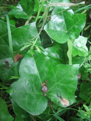 Hedera helix