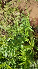 Pastinaca sativa