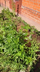 Artemisia vulgaris