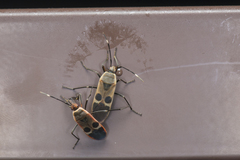 Physopelta gutta gutta