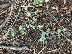 Polemonium micranthum