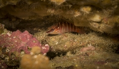 Hypoplectrodes maccullochi