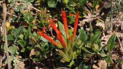 Monardella macrantha macrantha