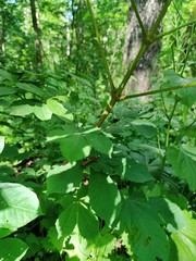 Aesculus hippocastanum