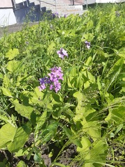 Hesperis matronalis