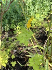 Chelidonium majus