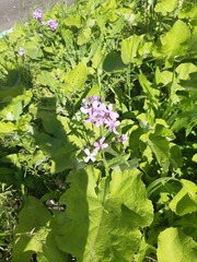 Hesperis matronalis
