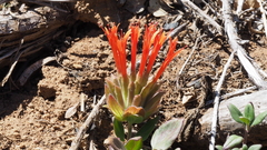 Monardella macrantha macrantha