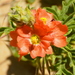 Scarlet Globemallow - Photo (c) owlentine, some rights reserved (CC BY-NC)