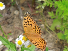 Argynnis vorax