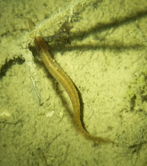 Macrognathus siamensis