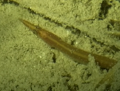 Macrognathus siamensis