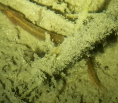 Macrognathus siamensis