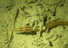 Macrognathus siamensis