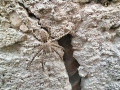 Pardosa hortensis
