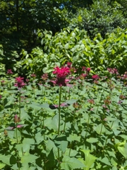 Monarda didyma