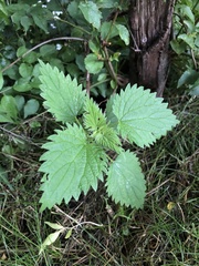 Urtica dioica