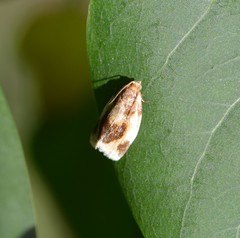 Clepsis melaleucanus