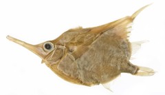 Orange Bellowfish photo 2