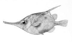 Crested Bellowfish photo 2
