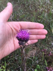 Cirsium heterophyllum