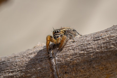 Phidippus arizonensis