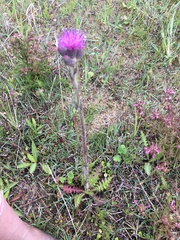 Cirsium heterophyllum
