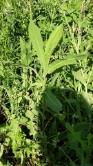 Lactuca serriola