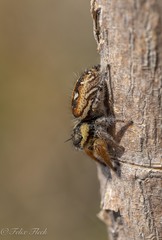 Phidippus arizonensis