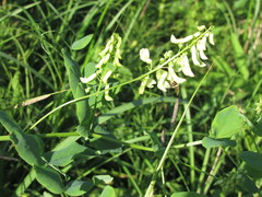 Vicia pisiformis