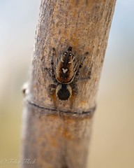 Phidippus arizonensis