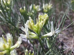 Astragalus pectinatus