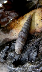 Macrogastra mellae leia