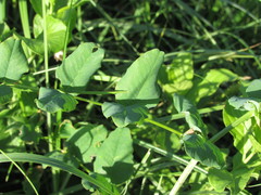 Vicia pisiformis