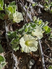 Calystegia malacophylla