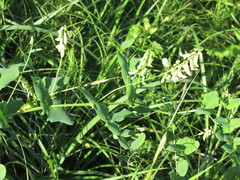 Vicia pisiformis