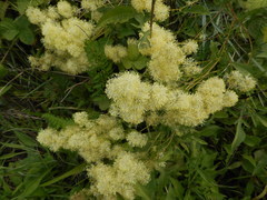 Thalictrum flavum