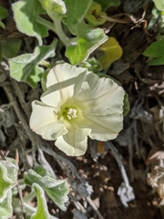 Calystegia malacophylla