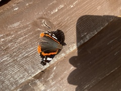 Vanessa atalanta