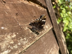 Vanessa atalanta