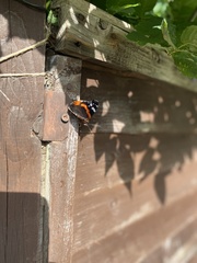 Vanessa atalanta