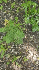 Tanacetum vulgare