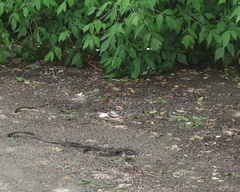 Passer montanus