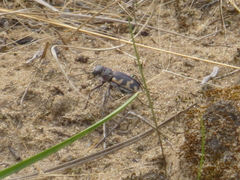 Cicindela formosa