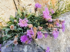 Centaurea cuspidata