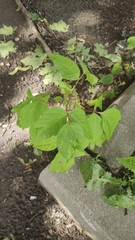 Acer negundo