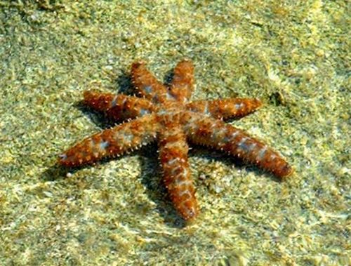 White Sea Star, photo 6 of 7