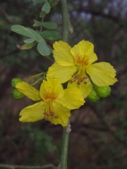 Parkinsonia texana