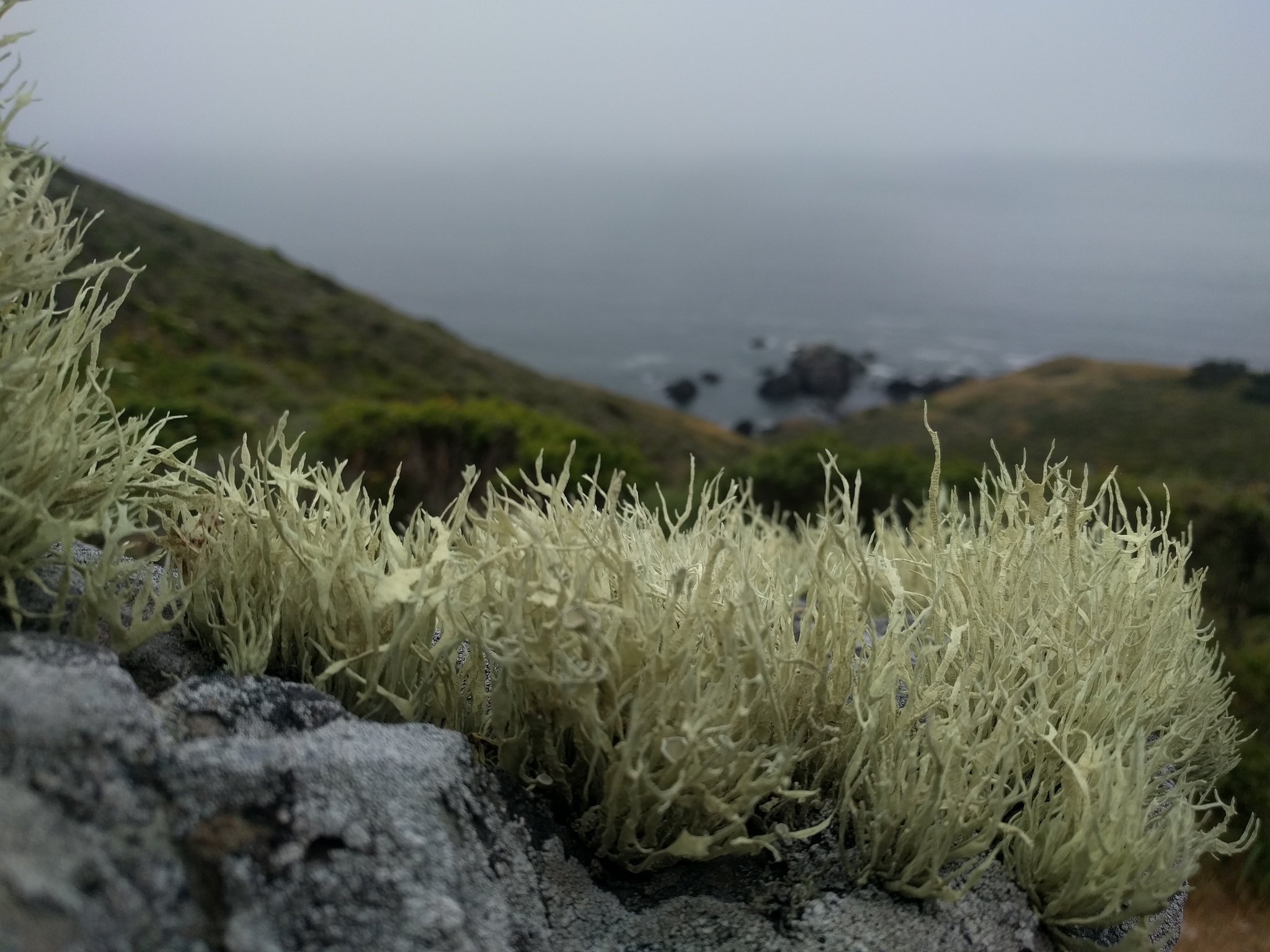 Niebla homalea image