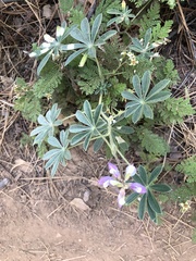 Lupinus stiversii